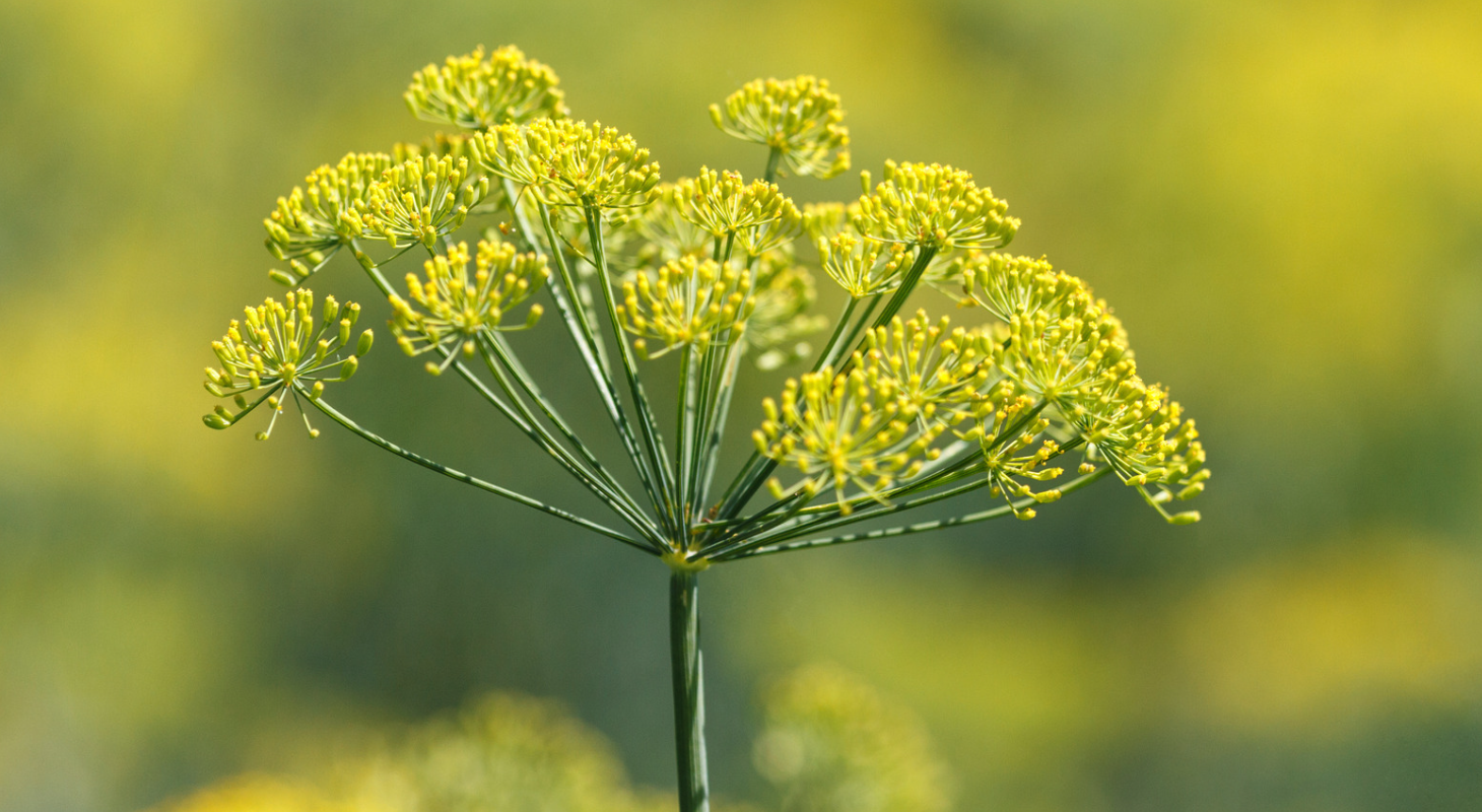 fennel flower